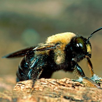 carpenter bee
