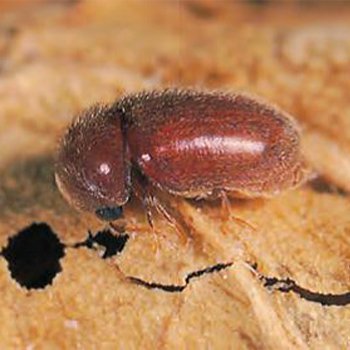 cigarette beetle