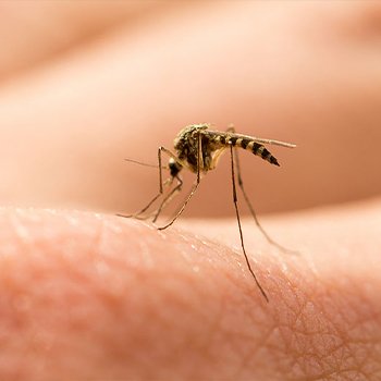 mosquitoes