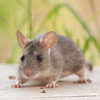 mouse