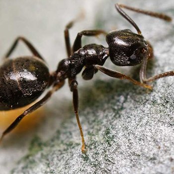 odorous house ant