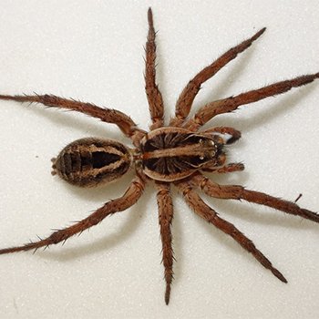 wolf spider