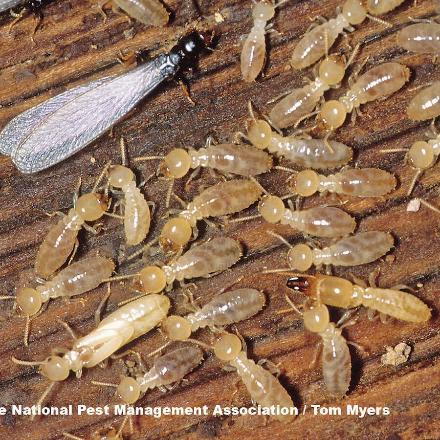 Termite Control